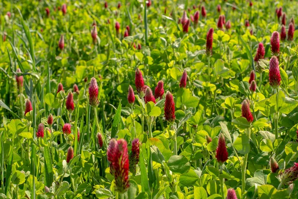 İlkbaharda çiçek açan kırmızı yonca (Trifolium incarnatum) tarımı. Seçici odak.