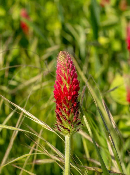 紅色のクローバー Trifolium Carbonatum の開花の農業分野 選択的焦点 — ストック写真