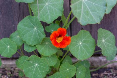 Bahçede çiçek açan nasturtium (Tropaeolum majus). Bitki nasturtiyum, Hint teresi ya da keşiş teresi olarak da bilinir.. 