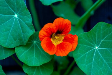 Bahçede çiçek açan nasturtium (Tropaeolum majus). Bitki nasturtiyum, Hint teresi ya da keşiş teresi olarak da bilinir.. 