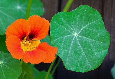 Bahçede çiçek açan nasturtium (Tropaeolum majus). Bitki nasturtiyum, Hint teresi ya da keşiş teresi olarak da bilinir..