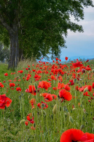 Field Red Poppies Flowers Papaver Rhoeas Close Plant Also Known — Stock Photo, Image