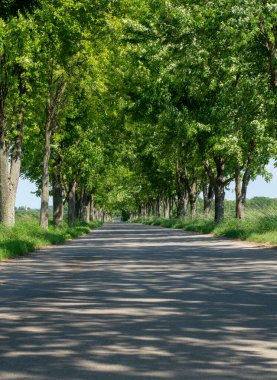 Ağaç kaplı köy yolu. Kırsal Ağaç Bulvarı.