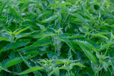 Bahçede ısırgan otu (Urtica dioica) var. Bitki aynı zamanda ısırgan otu ya da iğne olarak da bilinir..