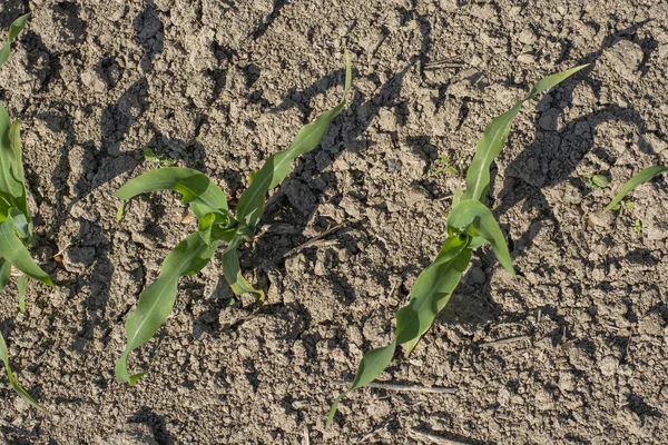 Fiatal Zöld Kukorica Palánták Nőnek Mezőgazdasági Területen Kukoricanövények Mezőn — Stock Fotó