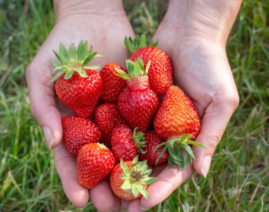 Kadın eli taze toplanmış çilekleri tutuyor..