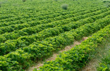 Yeşil çilek tarlası. Bahçe çileği sıraları. Sığ alan derinliği.