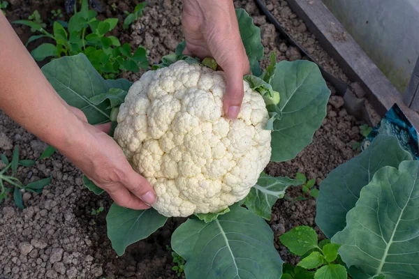 Serada taze toplanmış karnabahar (Brassica oleracea) tutan kadınların elleri.
