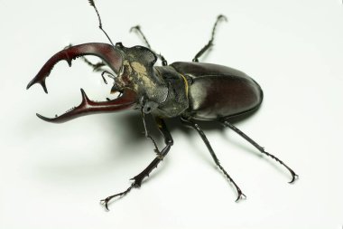 Beyaz arka planda Avrupalı erkek geyik böceği (Lucanus cervus) izole edildi.