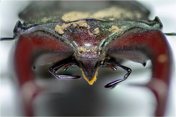 欧洲雄鹿甲虫 Lucanus Cervus 在白色背景下被分离 嘴上的特写 — 图库照片