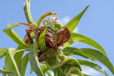 Şeftali yaprağı kıvırcık. Yaz başında Taphrina deformanslarıyla enfekte olmuş meyve ağacı. Mantar ve bitki patojeni.