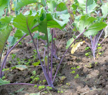 Bahçede büyüyen Mor Kohlrabi tohumları (Alman veya lahana şalgam). Seçici odak.
