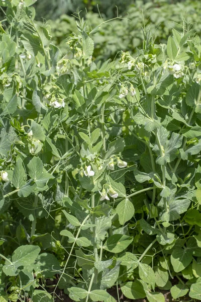 Bahçede çiçek açan bezelye (Pisum sativum). Bezelye çiçeği. Kapatın. Ayrıntı.