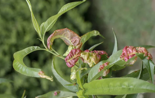 Peach Leaf Curl Arbre Fruitier Infecté Par Taphrina Deformans Début — Photo