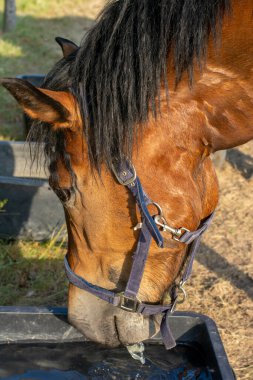 Kahverengi at otlaktaki plastik kovadan su içiyor. Kapatın. Ayrıntılar. Kafasından vur..