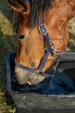 Kahverengi at otlaktaki plastik kovadan su içiyor. Kapatın. Ayrıntılar. Kafasından vur..