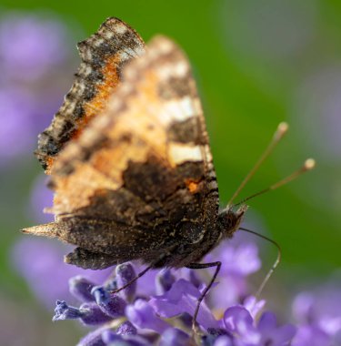 Yazın Lavanta çiçeğinin üzerinde oturan Boyalı Kadın (Vanessa Cardui). Kapatın. Makro.