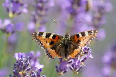 Yazın Lavanta çiçeğinin üzerinde oturan Boyalı Kadın (Vanessa Cardui). Kapatın. Makro.