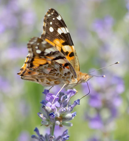 Painted Lady Vanessa Cardui Sitting Lavender Flower Summer Close Macro Royalty Free Stock Photos