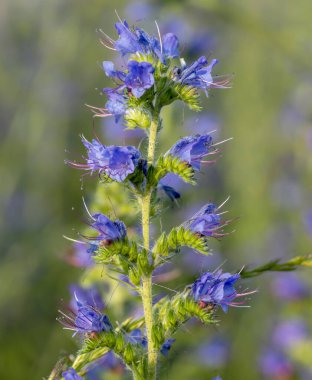 Yazın çiçek açan mor engerek böceği (Echium plantagineum). Paterson 'ın lanetli tesisi.