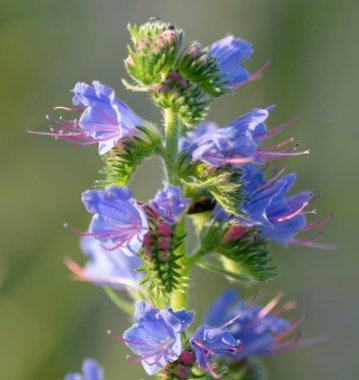 Yazın çiçek açan mor engerek böceği (Echium plantagineum). Paterson 'ın lanetli tesisi.