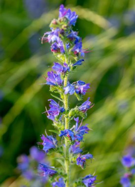 Yazın çiçek açan mor engerek böceği (Echium plantagineum). Paterson 'ın lanetli tesisi.