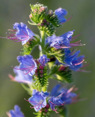 Yazın çiçek açan mor engerek böceği (Echium plantagineum). Paterson 'ın lanetli tesisi.
