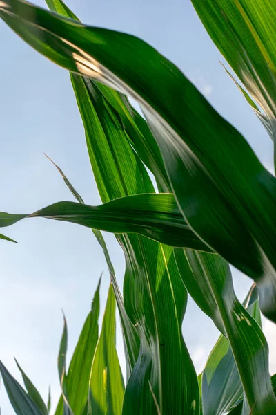 Luz Del Sol Brilla Través Hojas Maíz Verde Zea Mays —  Fotos de Stock