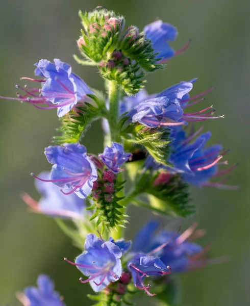 Nyáron Virágzik Lila Vipera Bugloss Echium Plantagineum Virágzó Paterson Átok — Stock Fotó