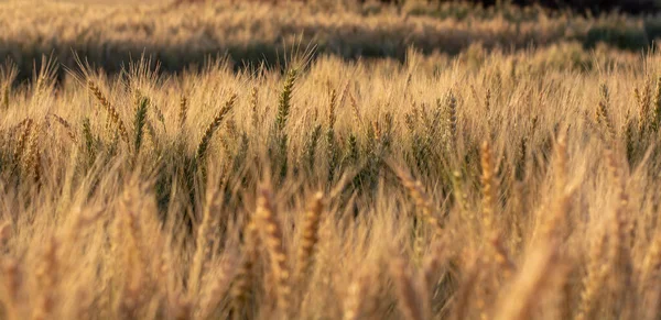 夏には大麦畑 Hordeum Havgare 日の出の間の大麦の黄金のスパイク — ストック写真