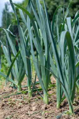 Bahçede yetişen organik pırasa (Allium ampeloprasum). Geniş yapraklı yaban pırasaları toprakta.