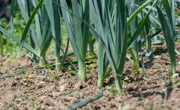 Bahçede yetişen organik pırasa (Allium ampeloprasum). Geniş yapraklı yaban pırasaları toprakta.