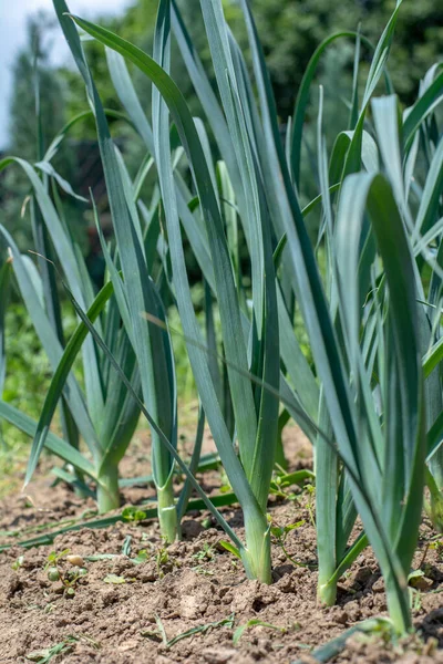 Bahçede yetişen organik pırasa (Allium ampeloprasum). Geniş yapraklı yaban pırasaları toprakta.