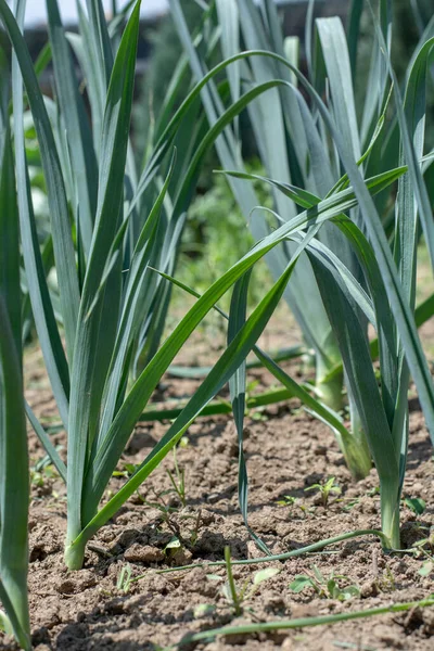 Organikus Póréhagyma Allium Ampeloprasum Kertben Lomblevelű Vad Póréhagyma Talajban — Stock Fotó