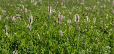 Pink Ribwort Plantain also known as English Plantain (Plantago lanceolata) on the meadow in the summer.