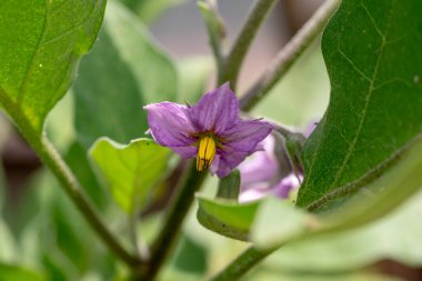 Çiçekli organik patlıcan, ayrıca serada patlıcan veya brinjal (Solanum melongena) olarak da bilinir. Kapatın. Ayrıntı.