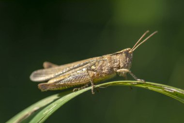 Çimlerin üzerinde oturan çekirge..