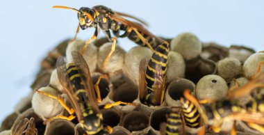 Avrupa eşekarısı (Vespula germanica) serada yeni bir koloni kurmak için yuva inşa ediyor.