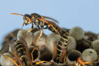 Avrupa eşekarısı (Vespula germanica) serada yeni bir koloni kurmak için yuva inşa ediyor.