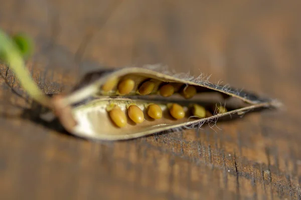 Cytisus Scoparius Sarothamnus Scoparius Common Broom Scotch Broom Pod 도알려져 — 스톡 사진