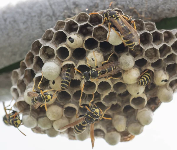 ヨーロッパのワスプ Vespula Germanica が温室内で新しいコロニーを開始する巣を構築する — ストック写真