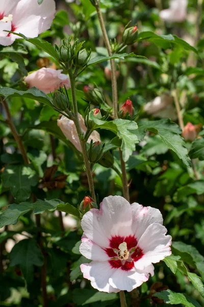 Hibiscus Syriacus Flowering Garden White Flowers Rose Sharon — Stock Photo, Image