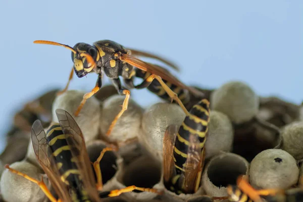Europäische Wespe Vespula Germanica Baut Ein Nest Eine Neue Kolonie — Stockfoto
