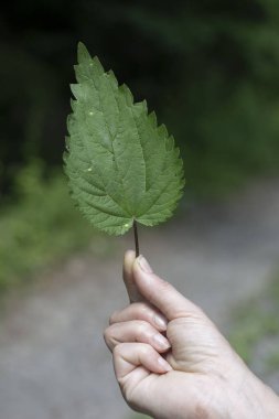 Elinde ısırgan otu (Urtica dioica) yaprağı tutan tanınmamış bir kadın. Isırgan otlu kadın eli (Urtica dioica) yaprağı .