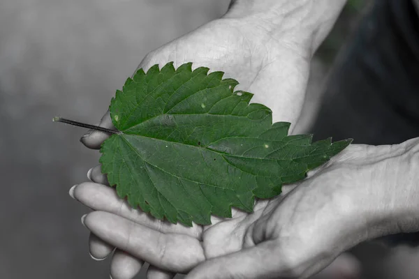 Donna Irriconoscibile Che Tiene Mano Una Foglia Ortica Comune Urtica — Foto Stock