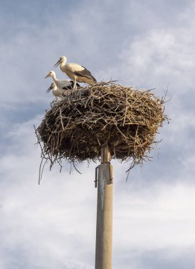 Yazın yuvada duran üç beyaz leylek (Ciconia ciconia).
