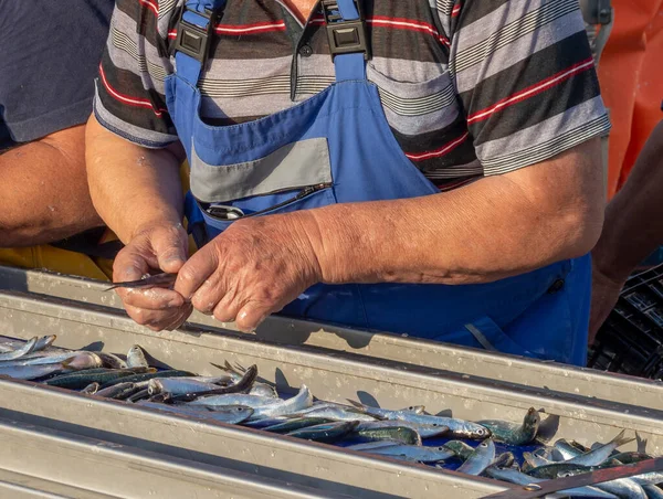 Pescatori Irriconoscibili Che Selezionano Pesce Fresco Con Mani Nastro Trasportatore — Foto Stock