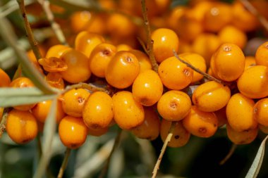 Bahçede olgun deniz dikenli (Hippophae) böğürtlen dalı. Çalı aynı zamanda kum dikeni, sallowthorn ya da deniz ürünü olarak da bilinir..