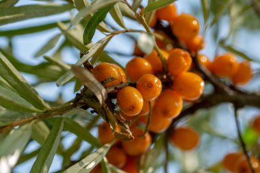 Bahçede olgun deniz dikenli (Hippophae) böğürtlen dalı. Çalı aynı zamanda kum dikeni, sallowthorn ya da deniz ürünü olarak da bilinir..