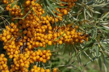Bahçede olgun deniz dikenli (Hippophae) böğürtlen dalı. Çalı aynı zamanda kum dikeni, sallowthorn ya da deniz ürünü olarak da bilinir..